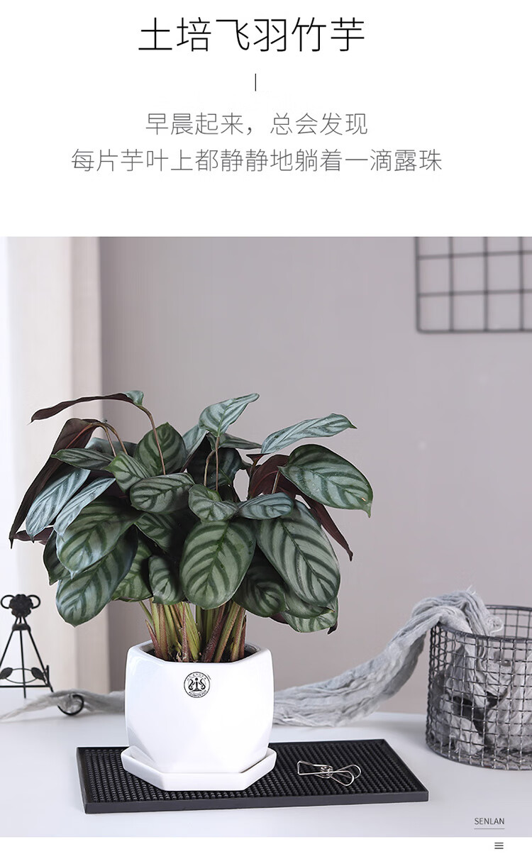 新飞羽竹芋可水培植物室内花办公室桌面四季好养喜阴观叶绿植盆栽