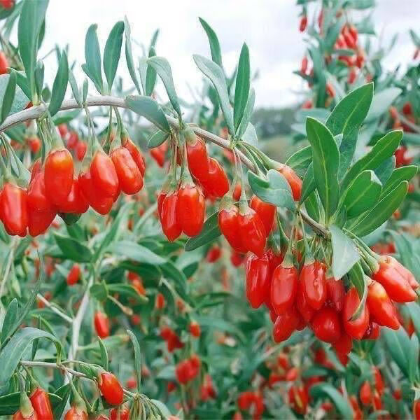 宁夏枸杞子中宁枸杞野生枸杞50g500g泡茶枸杞500g