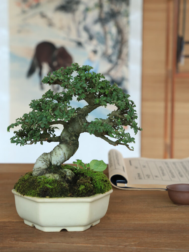 趣味小叶榆树盆景盆栽榔榆窗台阳台植物绿植茶台办公桌好养室内21带