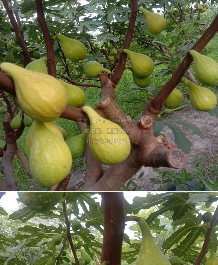 新品种芭劳奈无花果苗特大无花果树苗盆栽地栽种植当年结果果树苗