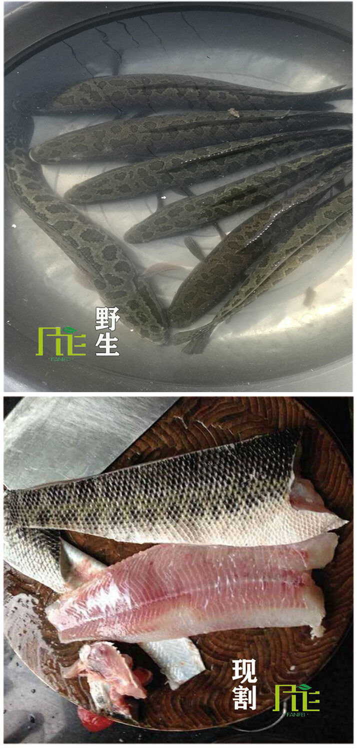 更多參數>>國產/進口:國產原產地:中國大陸海水/淡水:海水類別:黑魚