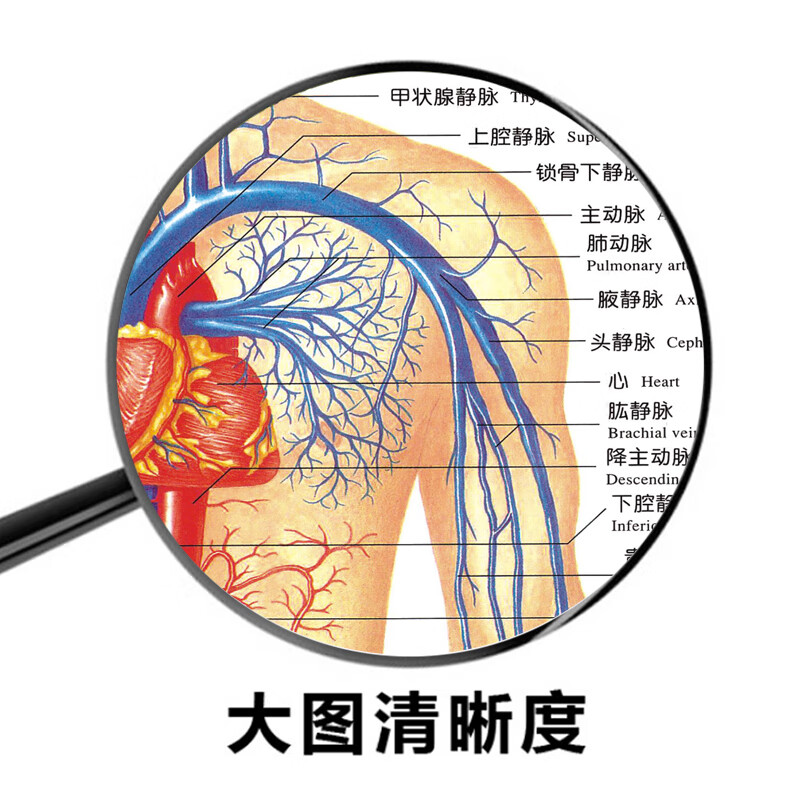 医院科室挂图 心血液循环门静脉血管示意图海报医院科室挂图人体器官