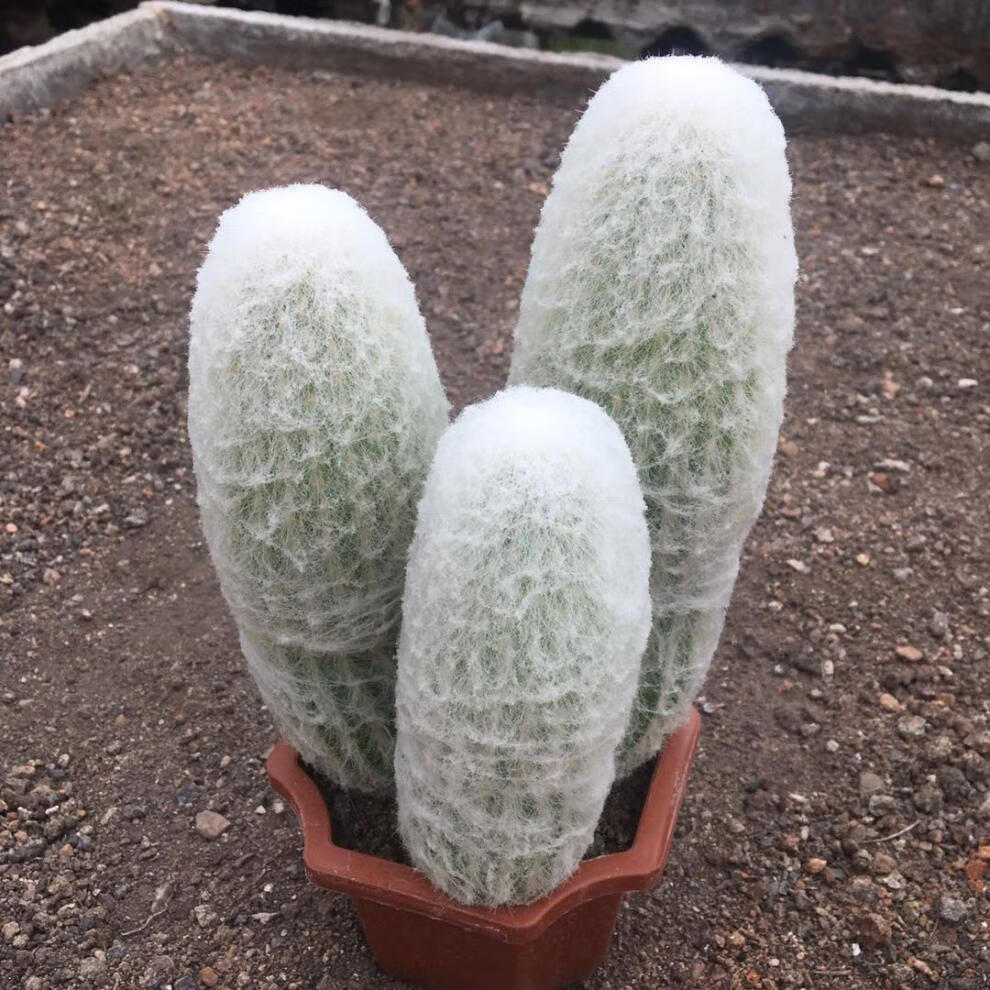 稀有仙人掌老乐柱白星仙人球芳香丸缀化白毛不扎手多肉 老乐柱三头10