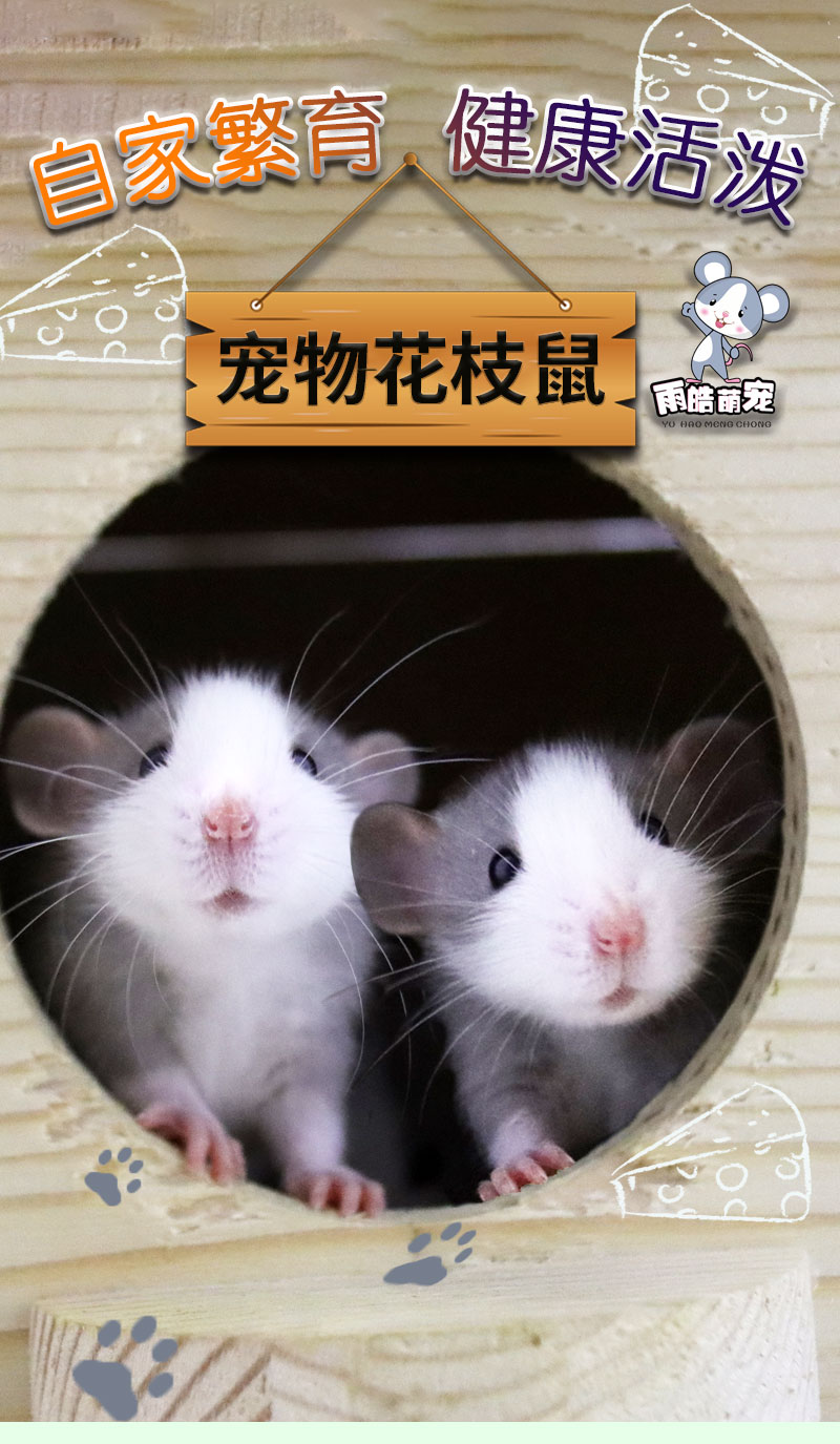 鼠活体宠物鼠活物萌宠家养宿舍网红小老鼠亲人可爱 浅色歪脸飞耳(拍窝