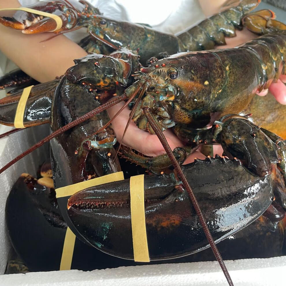 波士顿龙虾鲜活海鲜水产新鲜特大龙虾 1950