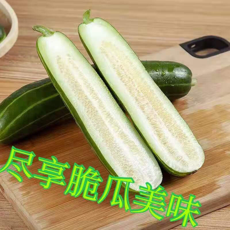 山东八棱脆瓜菜瓜烧瓜无糖水果玉女瓜新鲜现摘五斤装 2250g 青龙脆瓜