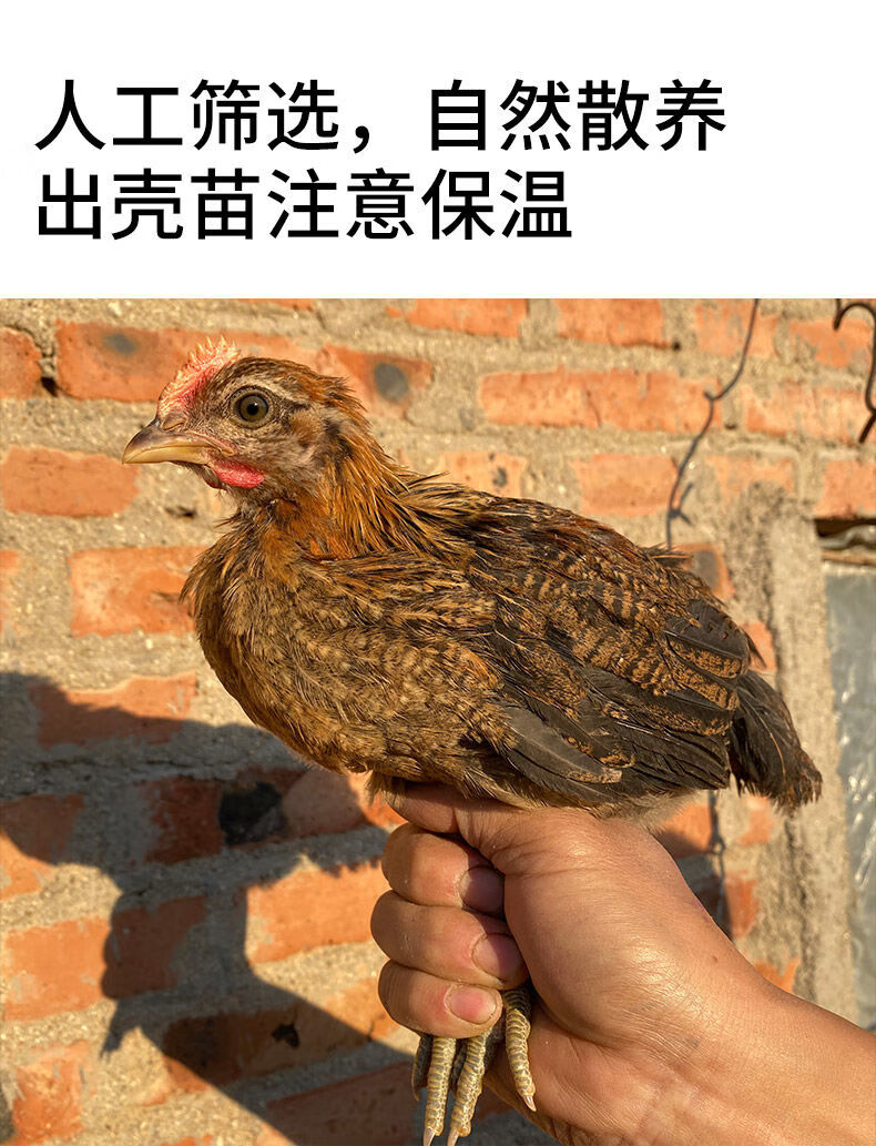 云南茶花种蛋受精蛋可孵化杂原红鸡观赏珍禽白耳孵受精种蛋10枚