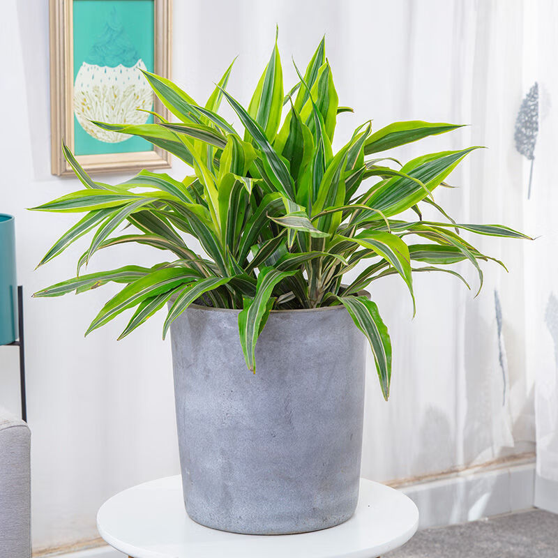 美人铁盆栽室内桌面小植物金边巴西铁观叶室内除甲醛绿植xw高4050cm含