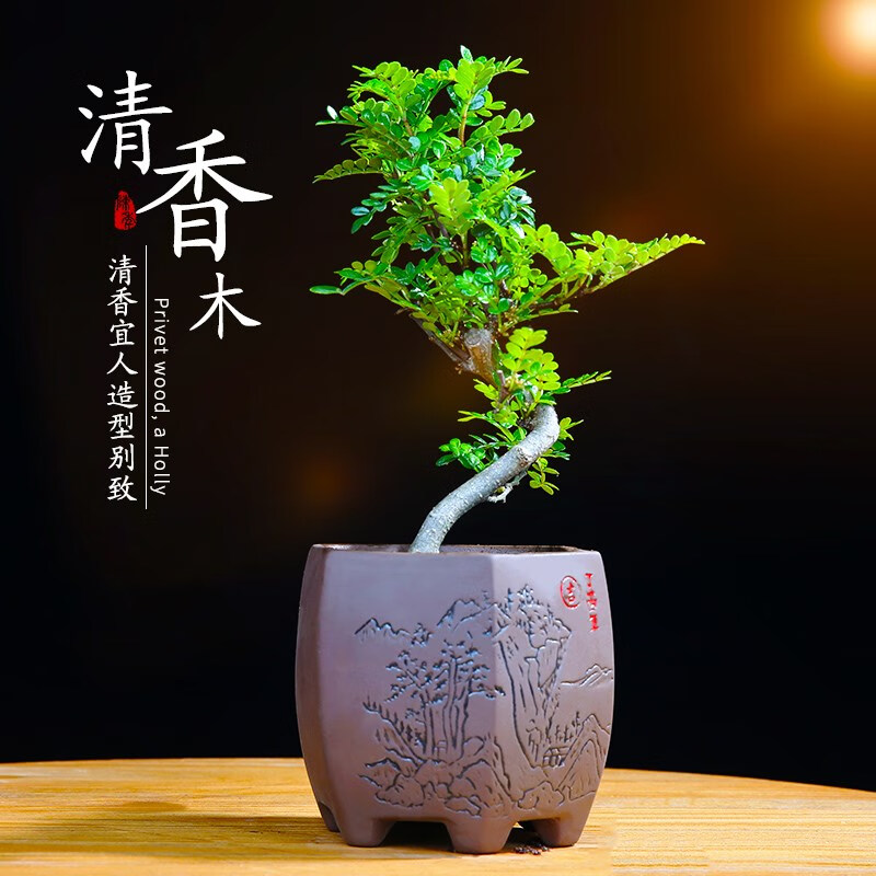 瑰季瑰季京物清香木盆栽胡椒木室内植物花卉盆景老桩绿植树苗耐寒清