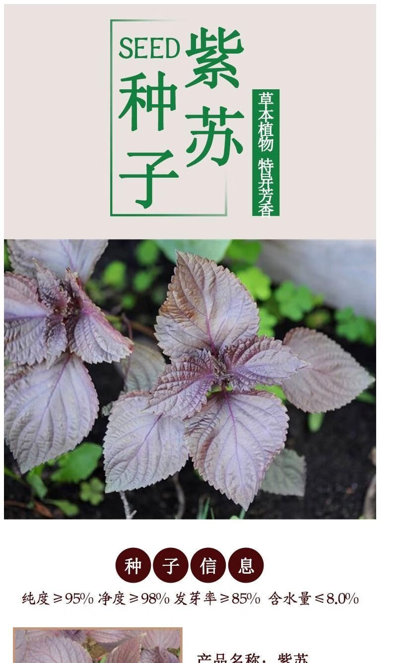 农家新鲜紫苏叶紫苏种子可食用干紫苏籽去腥香料紫苏苗盆栽四季 紫苏2