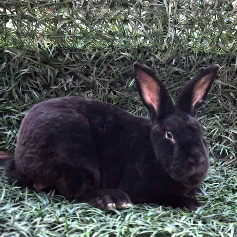 【推荐】成年种兔子活体大型肉兔比利时新西兰种兔孕兔大兔子活物可