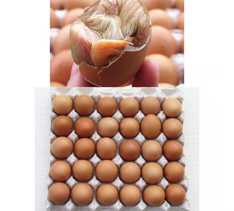 东北毛蛋生的营养鸡胚蛋新鲜30枚