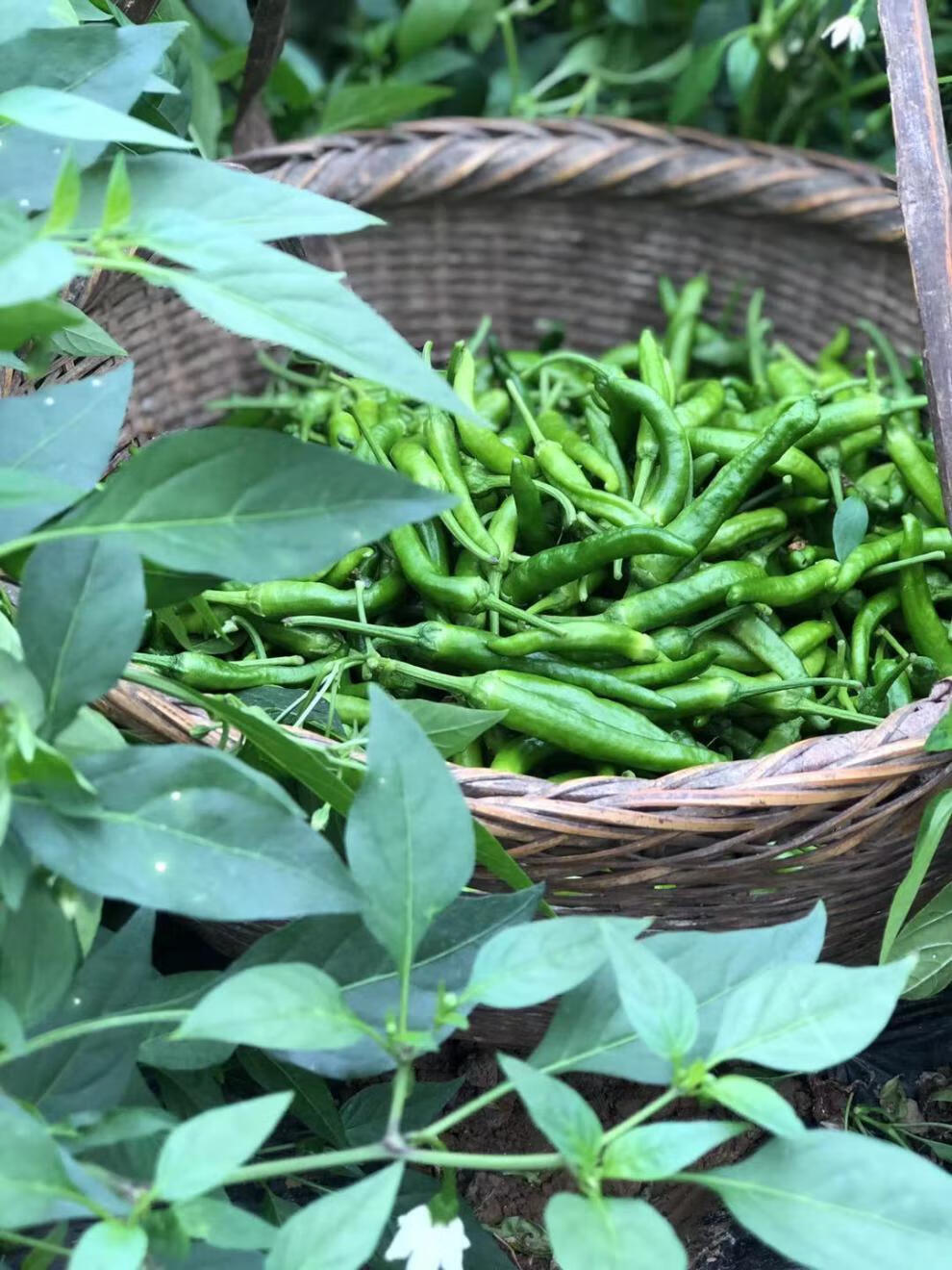 真果沁湖南本地樟树辣椒新鲜港辣椒新鲜蔬菜辣微辣青辣椒尖椒1000g
