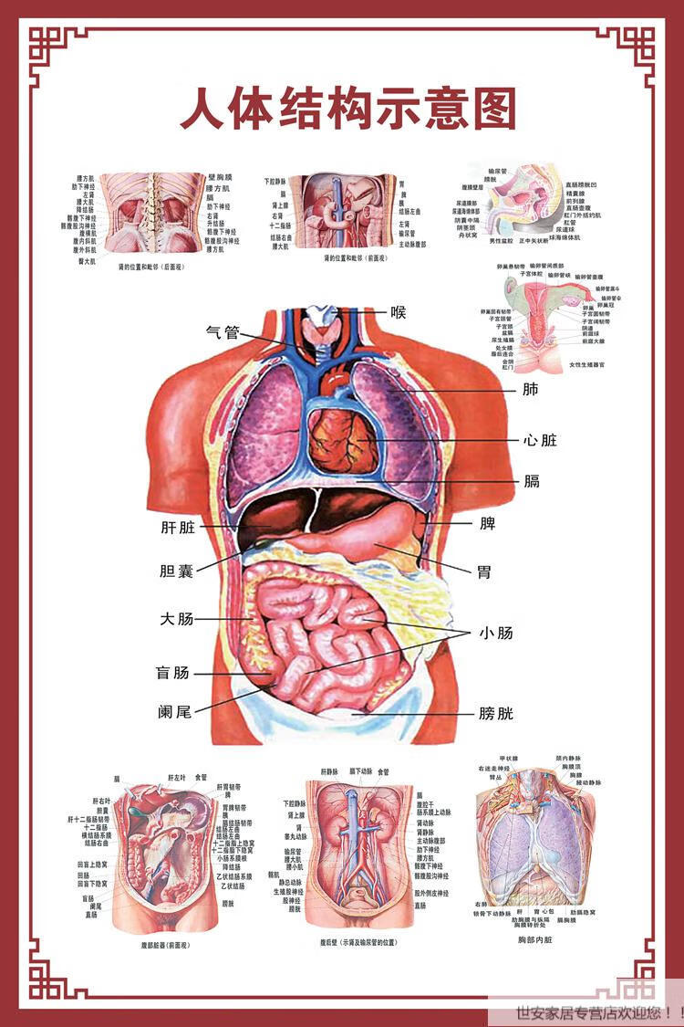 医学骨骼图肌肉挂图脊柱血管分布图人体肌肉神经人体内脏穴位 呼吸示
