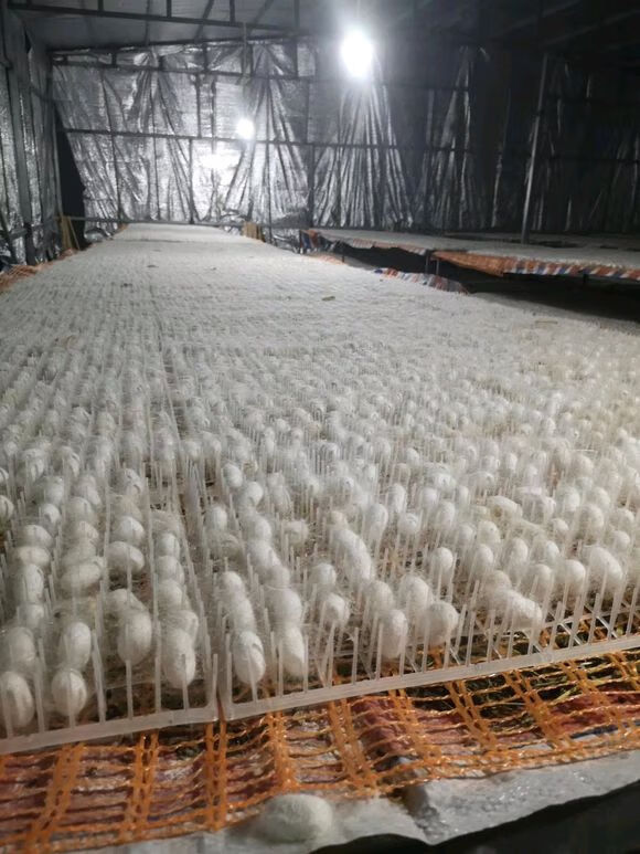 卫亮 养蚕专用结茧网蚕宝宝吐丝养殖塑料网蚕簇新型塑料方格簇蚕蔟