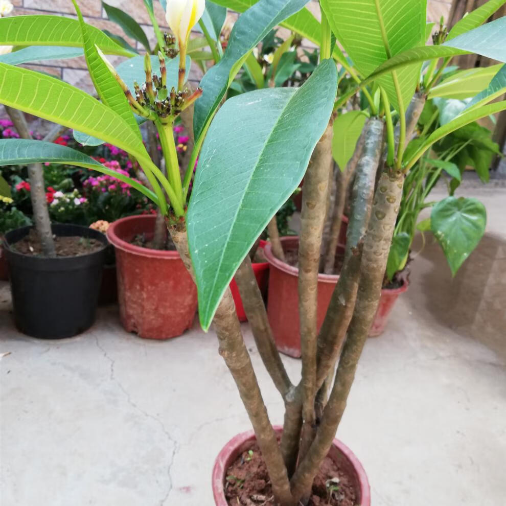 龙峰鸡蛋花树鸡蛋花盆栽树苗红黄多色好养鸡蛋花树苗绿植开花香z1