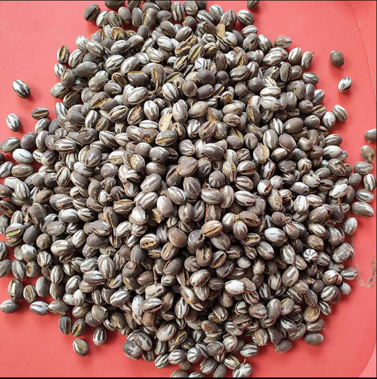 杨拉罐洋辣子罐蛋蜜袋鼯零食刺猬飞鼠增肥虫仓鼠坦克虫 3两(320颗左右