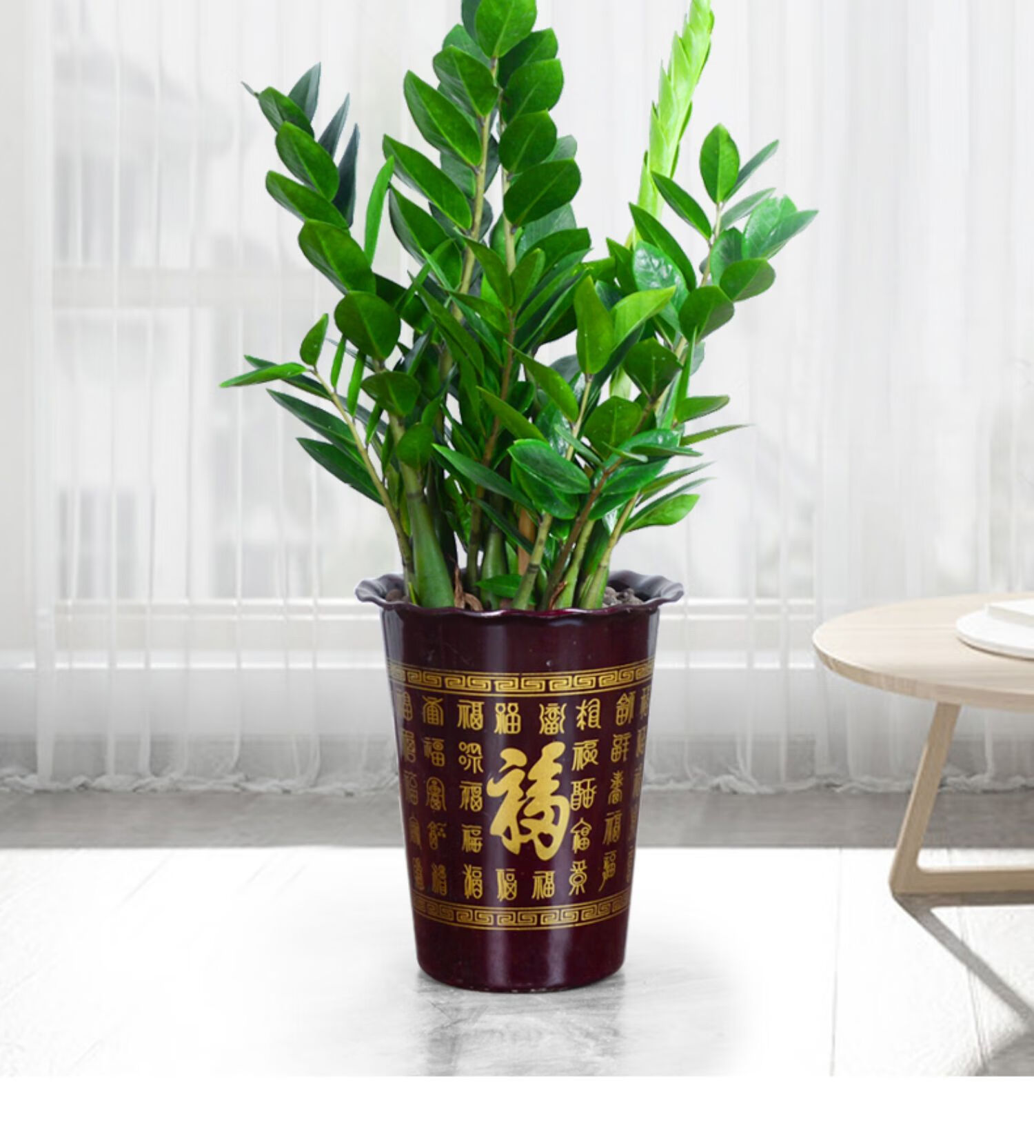 金钱树盆栽室内大型绿植客厅盆景办公室前台四季发财树花卉植物特a