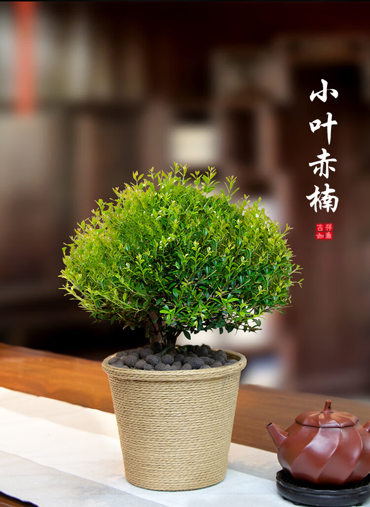 小叶赤楠老桩盆景三叶红芽办公室桌面迷你绿植四季常青室内盆栽 苔藓
