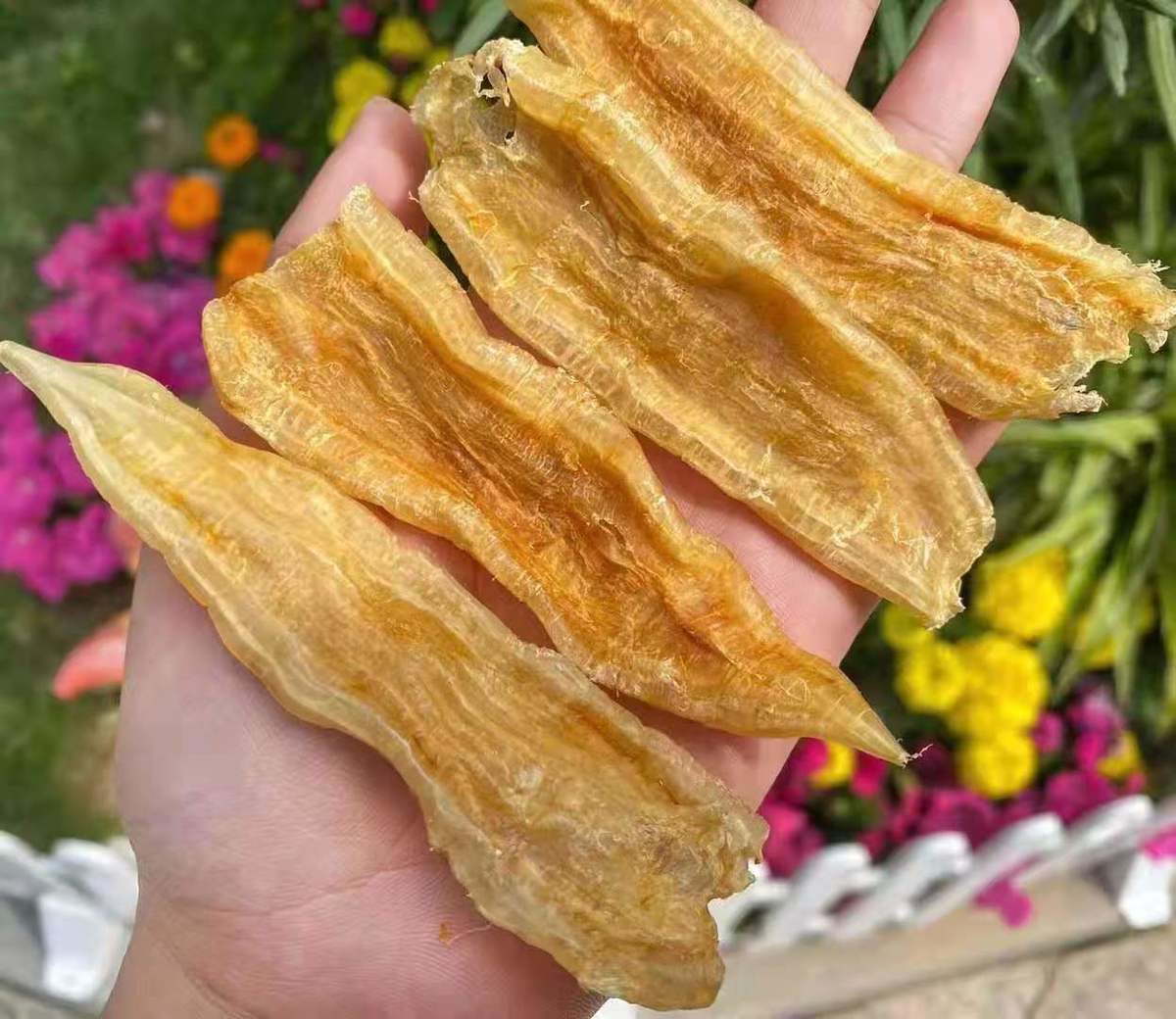 北海双背公鳘鱼胶花胶干货胶质丰富对皮肤好孕妇滋补送礼佳品 70头