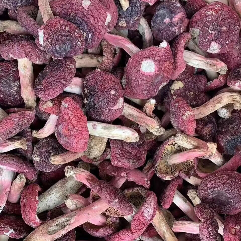 红菇红蘑菇月子菇干货红菌干货福建武夷山野正红菇干品 红菇100克
