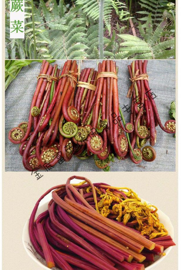 贵州黔瑞蕨菜新鲜野菜凉拌菜厥菜撅菜龙爪菜食材泡菜酱菜腌菜aaaaaa
