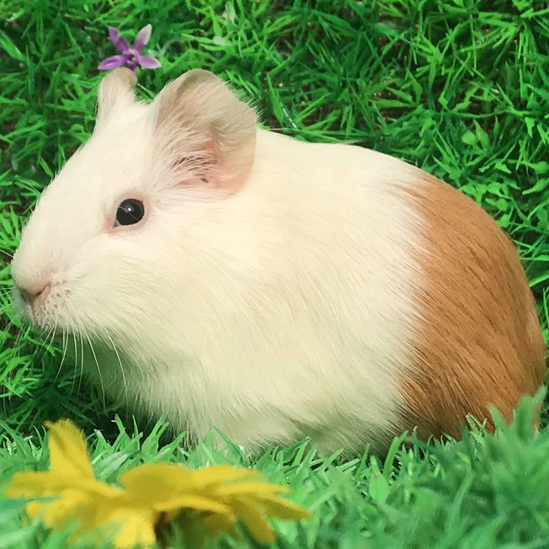 荷兰猪活物 何兰猪豚鼠荷兰兔活体用品黑豚彩豚 纯黑 纯白 运输笼 一