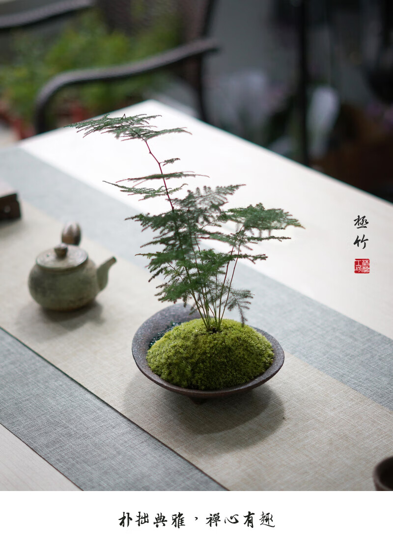 文竹盆栽室内桌面耐阴好养办公室创意日式小盆景茶桌茶台茶室植物禅渡