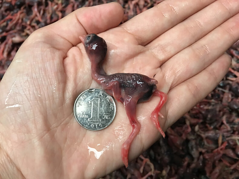 新鲜小鹌鹑肉冷冻乳嫩幼仔雏鸟现杀速冻肉类生骨肉 1400g【图片 价格