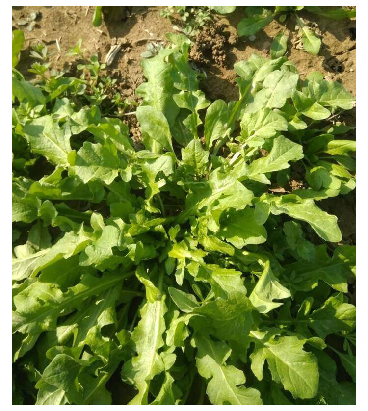 种籽孑菜籽籽种蒲公英地菜野菜秋冬季菜种四季蔬菜 大叶荠荠菜种子 20
