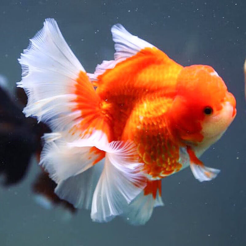 荣郁精品红泰狮金鱼活体f1巨人百褶鱼苗水族宠物金鱼冷水新疆西藏专链