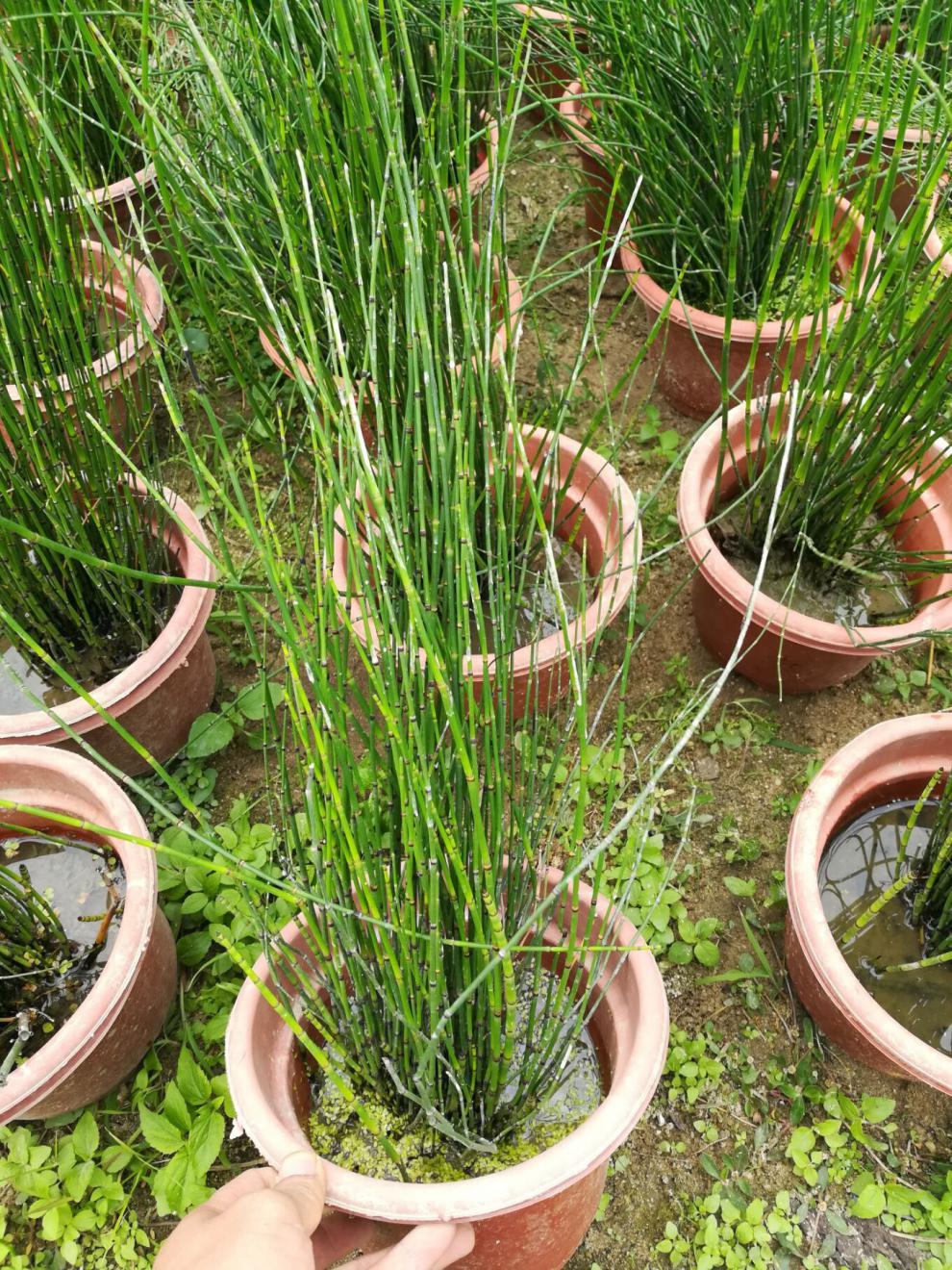 元井汇木贼盆栽四季常青耐寒多年生水景水生花卉植物笔头草笔管草