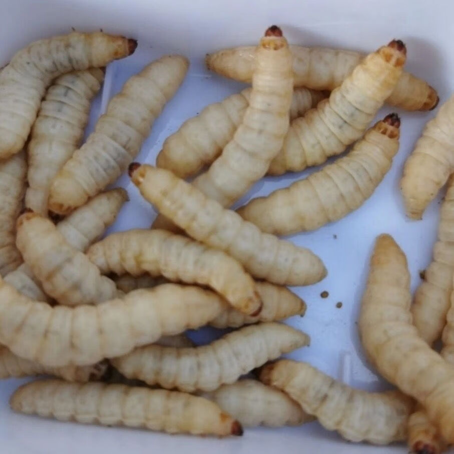荣郁荣郁养殖厂玉米虫活体葡萄虫百灵活食蜜袋鼯变色金龙鱼高蛋白宠物