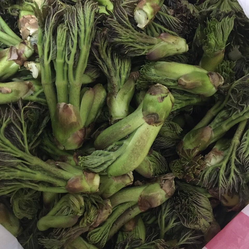 新鲜刺嫩芽东北特产山菜刺龙芽山野菜刺老芽现采 一斤新鲜纯野生刺