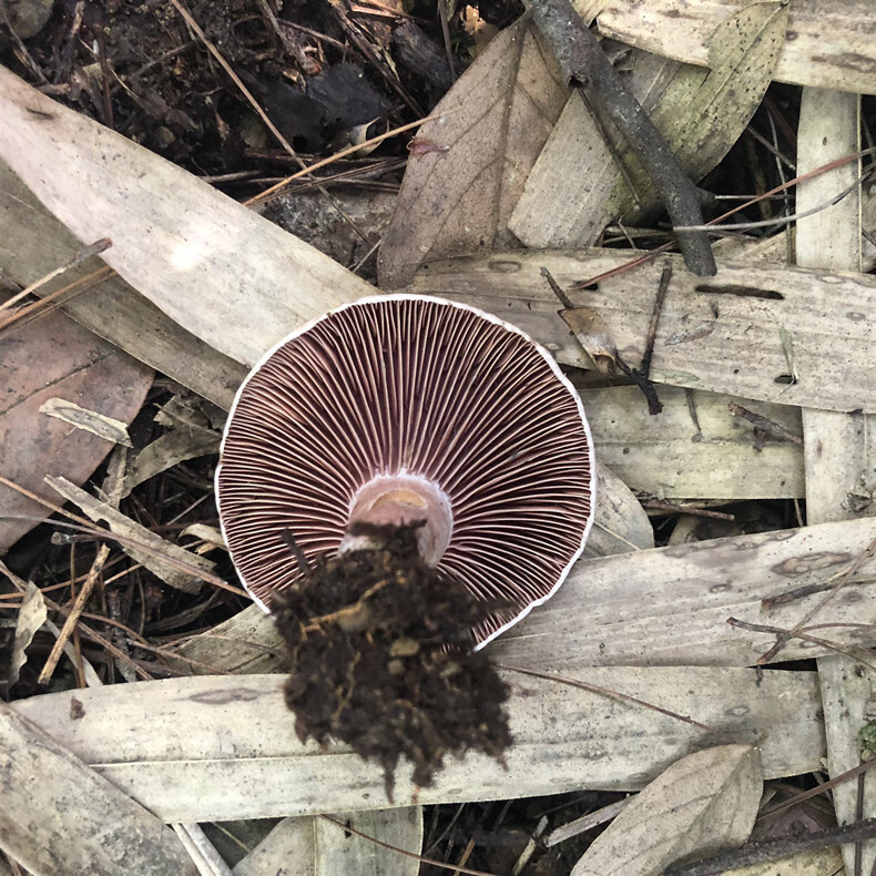 湘西新鲜松树菇 松树菌 500g/1000g 雁来蕈乌枞菌 枞树菌重阳菌寒菌