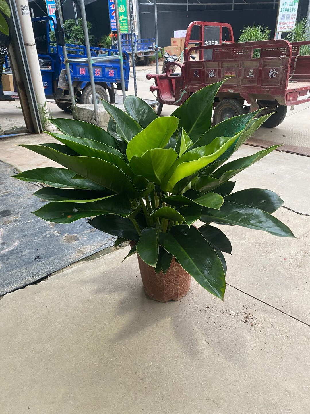 绿钻盆栽金钻蔓绿绒盆景办公室家居室内常绿植物清新空气绿植花卉高