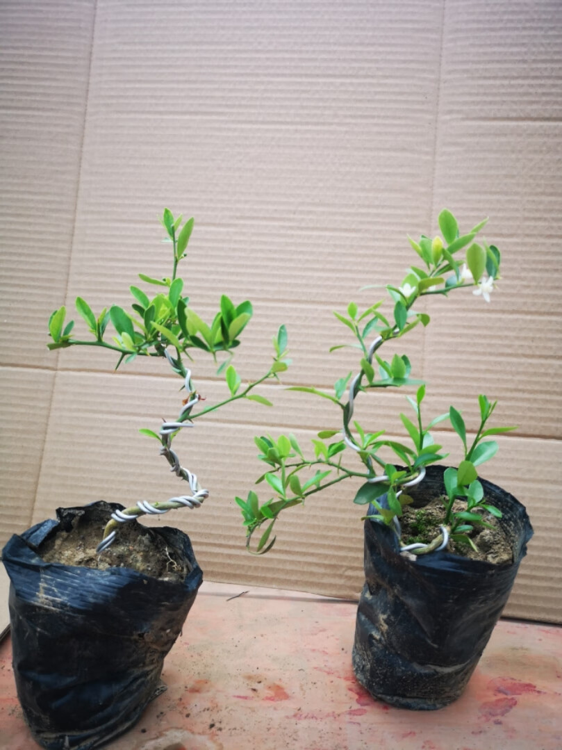 金豆盆景苗杯苗已成活的金豆小苗 金豆杯苗造型苗2棵 带盆栽好【图片