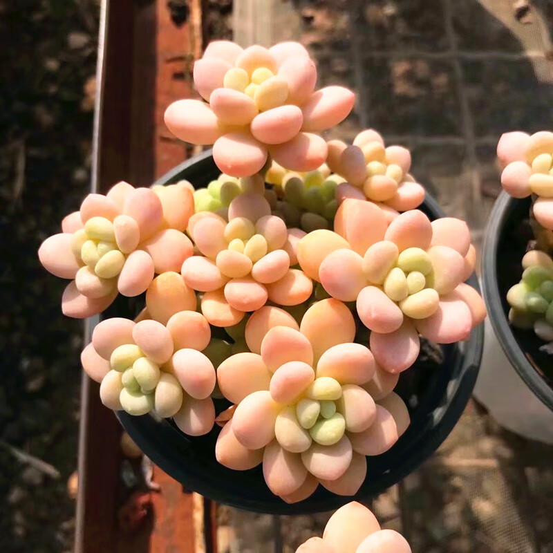 云南花卉高级稀有品种颗洛可可多肉植物办公室阳台盆栽 瓷盆 洛可可