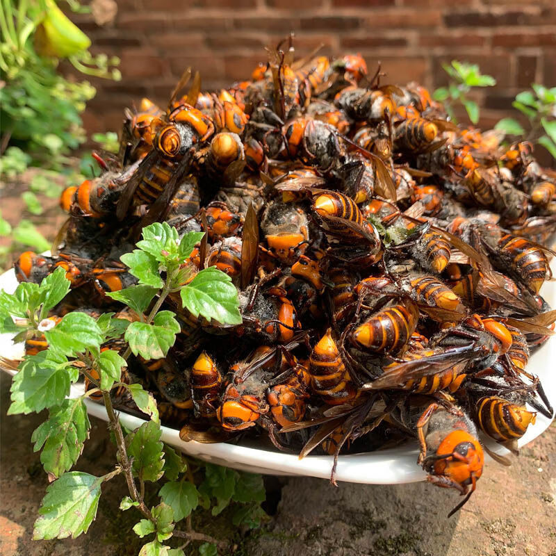 北京同仁堂大馬蜂金環虎頭蜂地洞老虎蜂九里蜂人頭蜂胡鋒土地蜂新疆