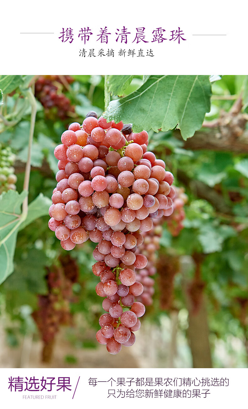 新疆葡萄嘎嘣脆红提玻璃脆翠葡萄新鲜水果当季整箱无核葡萄无籽甜团建