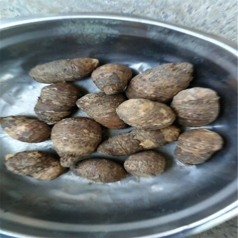 丁独豆独角连莲丁独豆独角连莲千天花干货无硫中药材种子野生34个一斤