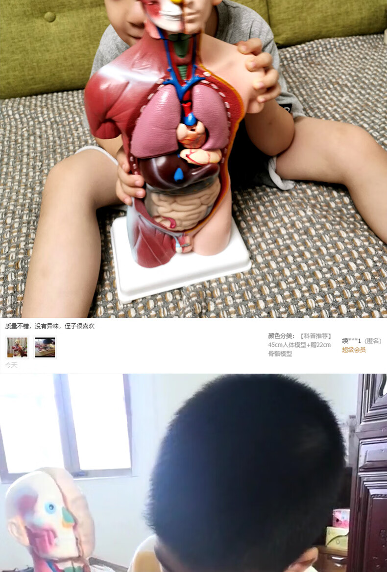 体解剖小孩子图片