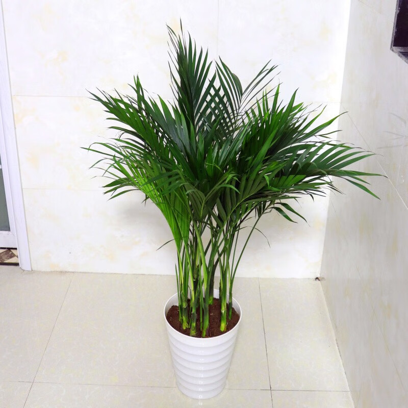 袖珍富贵椰子室内大型盆栽客厅观叶植物室内办公室花卉凤尾竹盆景盆栽