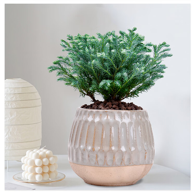 黑白条纹陶瓷盆 蓝柏 不含盆