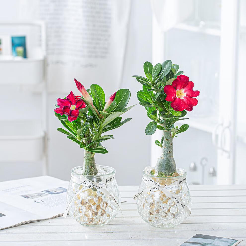 中梦玉树玫瑰水培植物室内绿植花卉客厅办公室桌面开花盆栽花2棵玉树