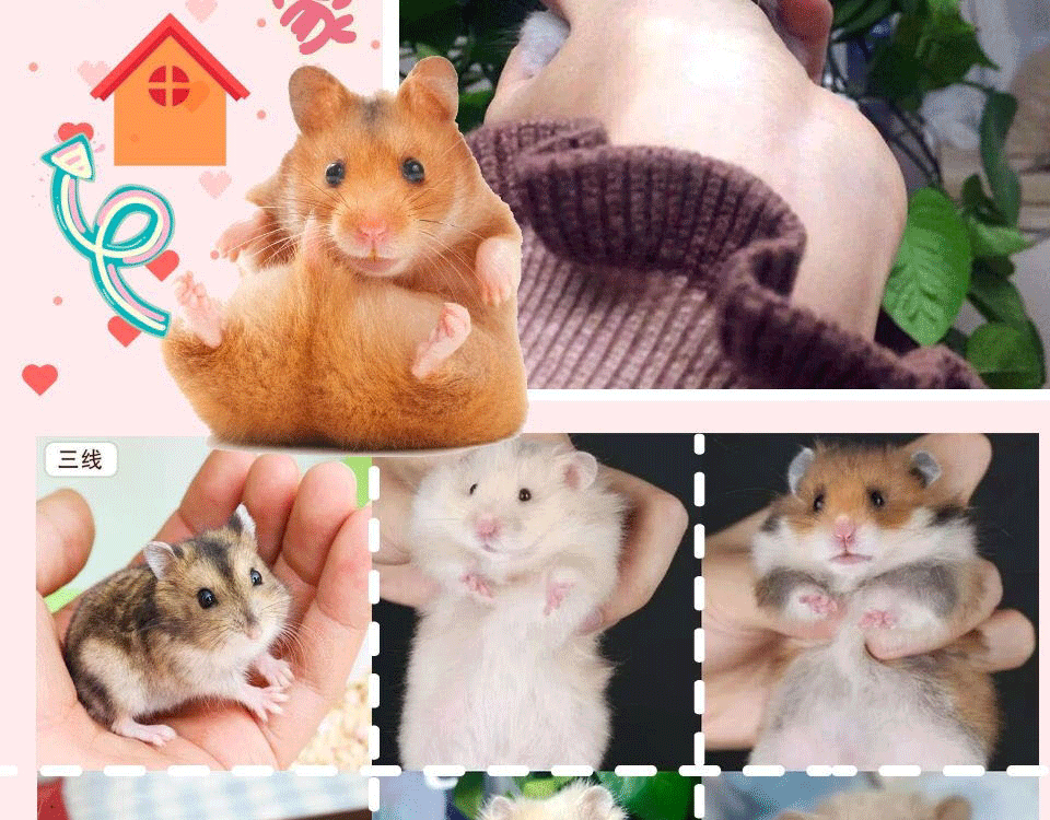 活体金丝熊活物仓鼠幼崽活体小宠物鼠黑熊1只普通快递