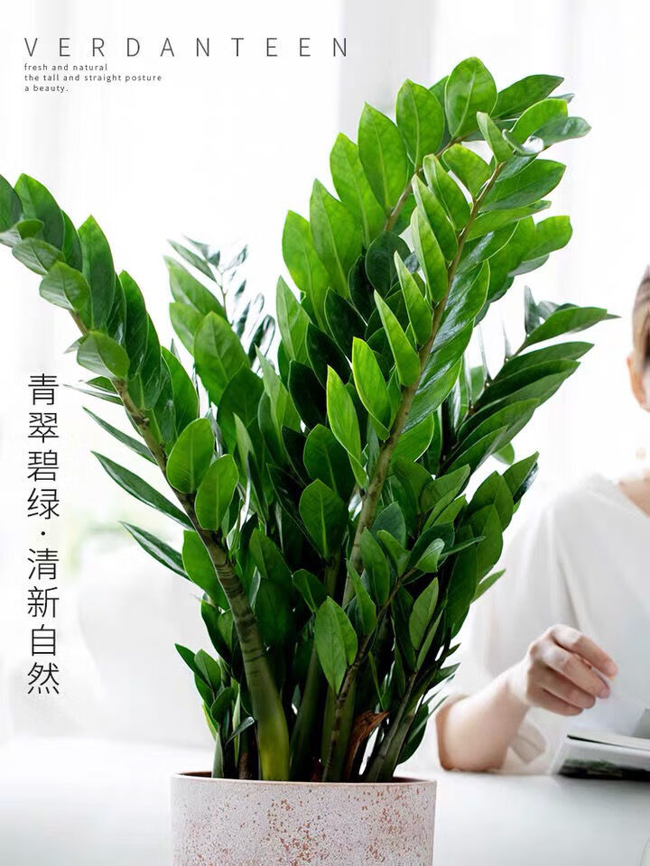 精选金钱树盆栽室内客厅桌面旺财植物四季常青好养净化空气吸甲醛中盆