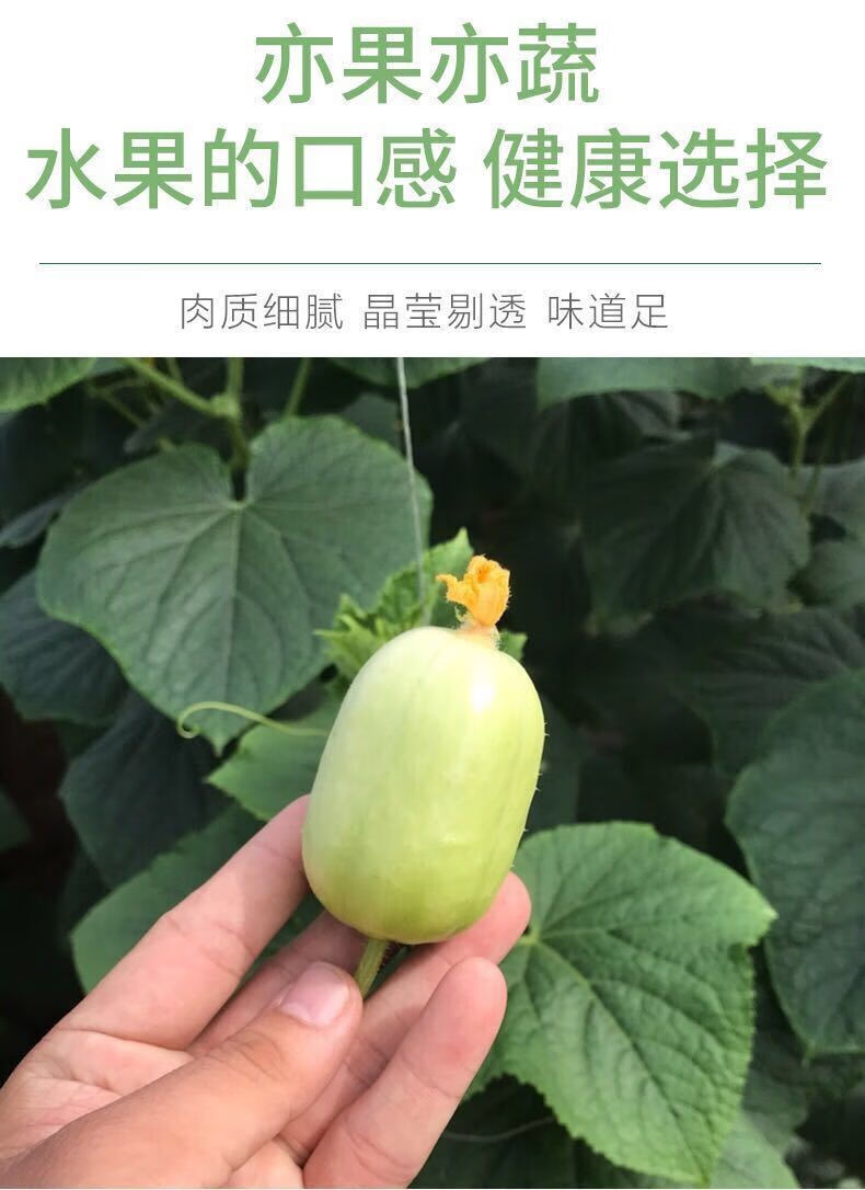 山东金童玉女黄瓜现摘现发新鲜水果拇指迷你小黄瓜蔬菜生吃拇指玉女小