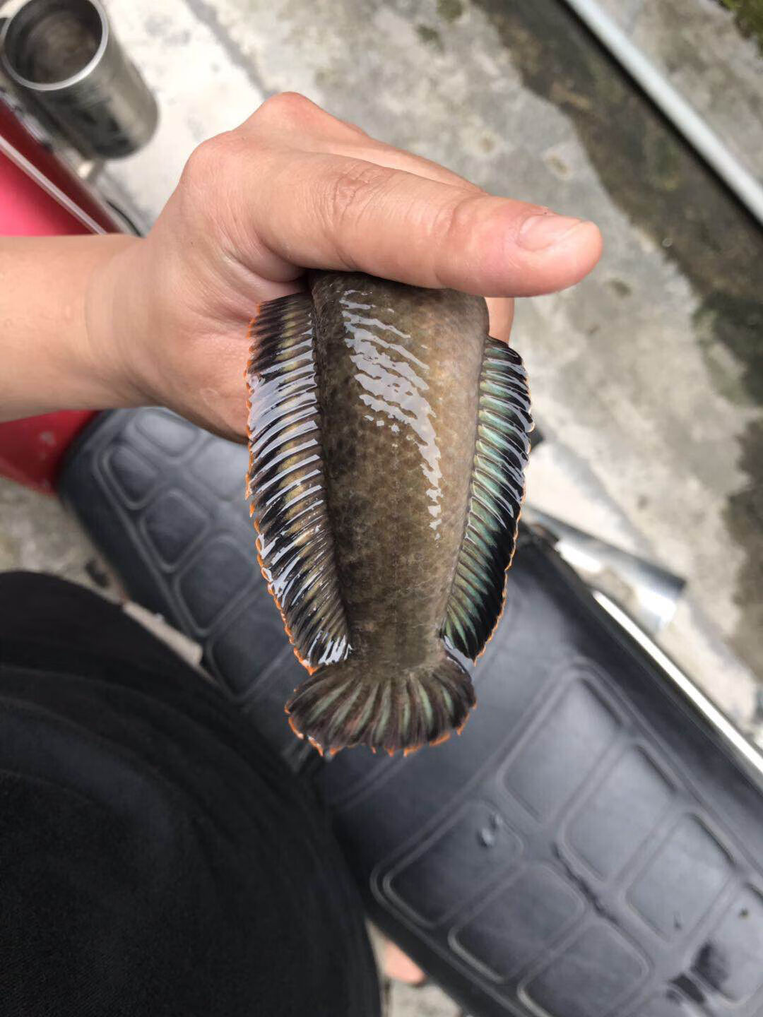 荣郁雷龙鱼活体南鳢观赏鱼冷水鱼凶猛鱼淡水鱼彩虹雷龙鱼锦鲤鱼耐养鱼