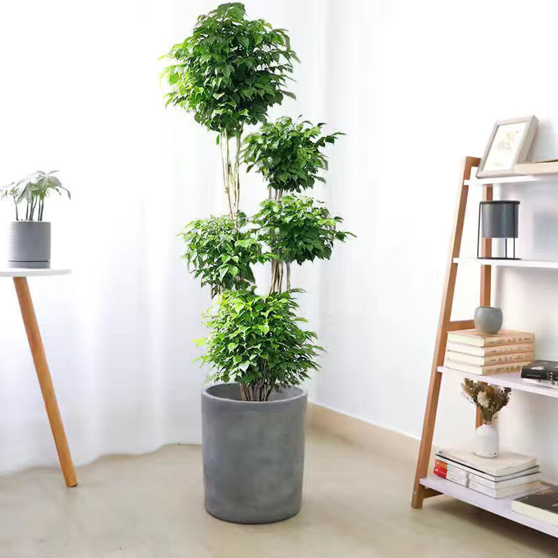 多层造型幸福树好养易活招财绿植客厅办公室室内网红植物绿宝 含笔筒